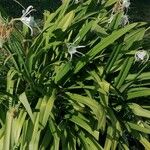 Hymenocallis liriosme ফুল