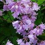 Hyacinthoides hispanica Flower