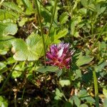 Trifolium wormskioldii عادت