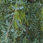 Prosopis velutina पत्ता