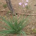 Agapanthus campanulatus Virág