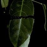 Hippocratea volubilis Leaf