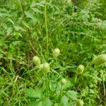 Anemone virginiana Flower