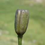 Lilium pyrenaicum Plod