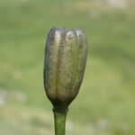 Lilium pyrenaicum Fruit