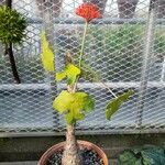 Jatropha podagrica Агульны выгляд