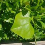 Smilax rotundifolia Leaf