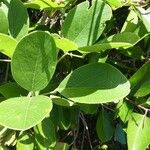 Canavalia rosea Leaf