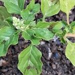 Amaranthus blitum 葉