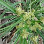 Cyperus ligularis Folha