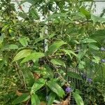 Dichorisandra penduliflora Hábito