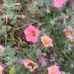 Petunia × atkinsiana Flor