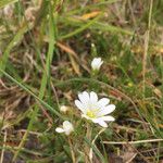 Cerastium arvenseFlower