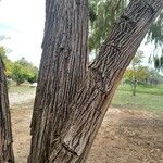 Eucalyptus nicholii樹皮