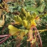Erythrostemon gilliesii Çiçek