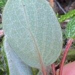 Salix reticulata Blatt