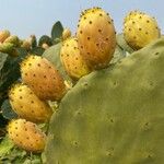 Opuntia ficus-indica Mbuma