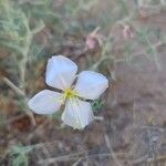 Oenothera neomexicana Flor