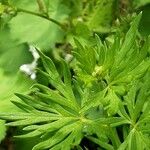 Aconitum lycoctonum Leaf