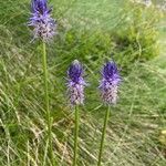Phyteuma betonicifolium Flor