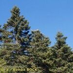 Abies cephalonica موطن