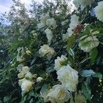 Rosa sempervirens Λουλούδι