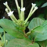 Mussaenda pubescens Floare