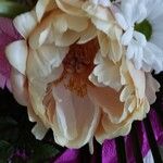 Paeonia lactiflora Fleur