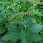 Scrophularia alpestris Leaf