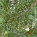 Pinus sibirica Leaf