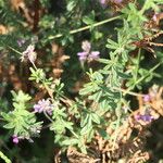 Indigofera filiformis Leaf