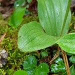 Cypripedium acaule Blad