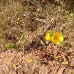 Cochlospermum regium Облик