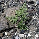 Asplenium cuneifolium Blatt