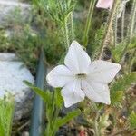 Nicotiana quadrivalvis Flor