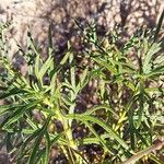 Teucrium pseudochamaepitys Blatt