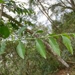 Santalum album Leaf