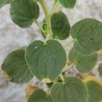 Cleome droserifolia 葉
