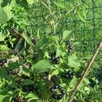 Solanum americanum Muu