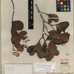 Myrcia platyclada Otro