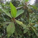 Saurauia montana List