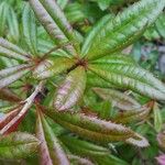 Berberis julianae Leaf