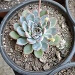 Echeveria pulidonisЛист