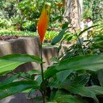 Heliconia psittacorumFlor