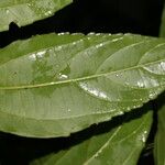 Celtis iguanaea Ліст