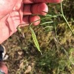 Lathyrus clymenum Fruit