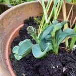 Mertensia maritima Blüte