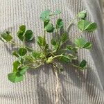 Trifolium suffocatum Fuelha