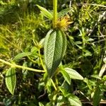 Pterolepis glomerata Leaf