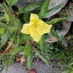 Oenothera macrocarpa Цвят